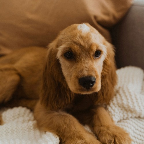 a dog lying on a couch